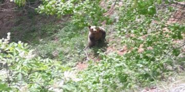 Εντοπισμός παγιδευμένης αρκούδας σε δασική περιοχή της Τ.Κ. Ροδίτη  του Δήμου Σερβίων-Την απελευθέρωσε κλιμάκιο του Αρκτούρου
