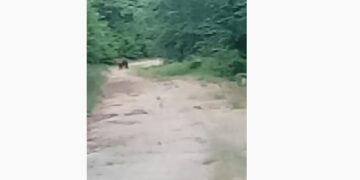 Ακόμα μία “συνάντηση” με αρκούδα του Δάσους του Εμπορίου, είχε σήμερα αργά  το απόγευμα ο Μαραθωνοδρόμος  Πατήρ Αθανάσιος Βλαχοδήμος!