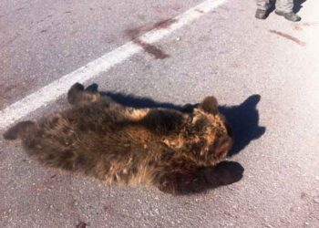 Νεκρή αρκούδα νεαρής ηλικίας εντοπίστηκε στην Εγνατία Οδό στον κόμβο Καλαμιάς Κοζάνης