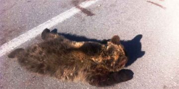 Νεκρή αρκούδα νεαρής ηλικίας εντοπίστηκε στην Εγνατία Οδό στον κόμβο Καλαμιάς Κοζάνης