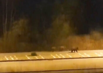 Καστοριά: Το μωρό αρκούδας που βρέθηκε σε προχωρημένη σήψη ανήκε, πιθανότατα, στην οικογένεια αρκούδων που κυκλοφορούσε στην πόλη εν μέσω καραντίνας