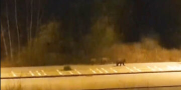 Καστοριά: Το μωρό αρκούδας που βρέθηκε σε προχωρημένη σήψη ανήκε, πιθανότατα, στην οικογένεια αρκούδων που κυκλοφορούσε στην πόλη εν μέσω καραντίνας