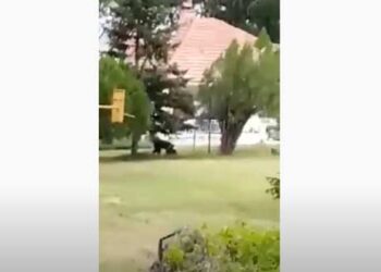 Καστοριά: Παιχνίδια αρκουδοοικογένειας σε αυλή σπιτιού στην Πέτρα (βίντεο)