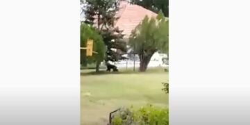 Καστοριά: Παιχνίδια αρκουδοοικογένειας σε αυλή σπιτιού στην Πέτρα (βίντεο)