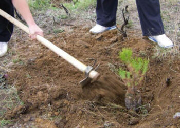 ΛΔΚΜ ΔΕΗ: Δενδροφύτευση στην Αναρράχη Εορδαίας