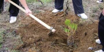 ΛΔΚΜ ΔΕΗ: Δενδροφύτευση στην Αναρράχη Εορδαίας