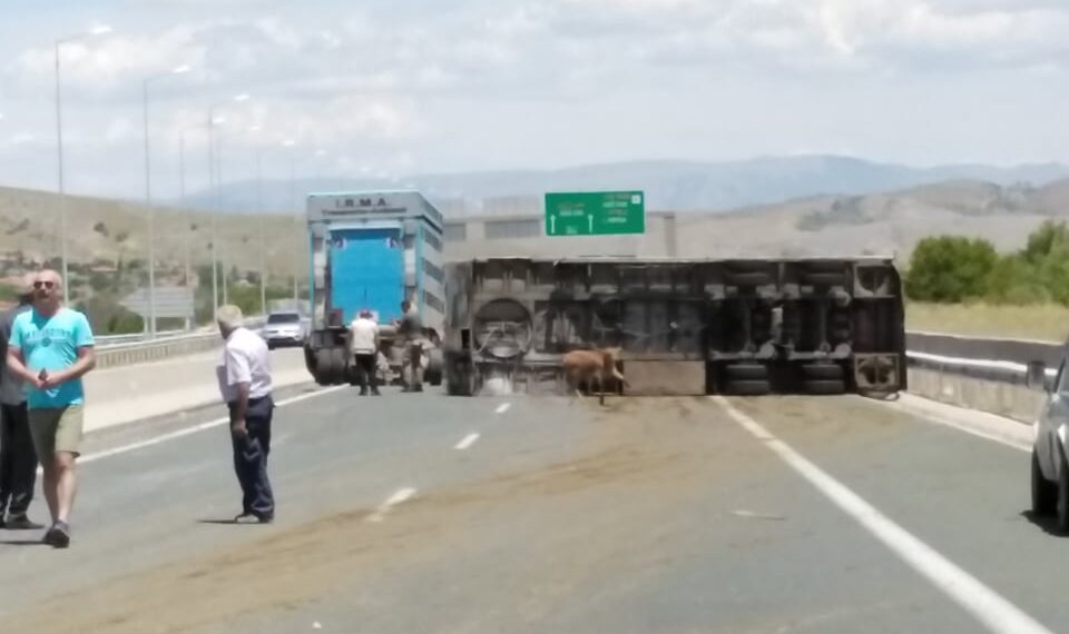 Ώρα 14:30: Χάος στην Εγνατία Οδό, στον κόμβο της Καλαμιάς Κοζάνης, μετά το τροχαίο με τα ζώα – Αγελάδα κυκλοφορεί ελεύθερη-Η Τροχαία έκλεισε το ρεύμα κυκλοφορίας προς Κοζάνη