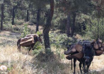 Αλβανός με τρία μουλάρια έκοβε δέντρα στην Καστοριά