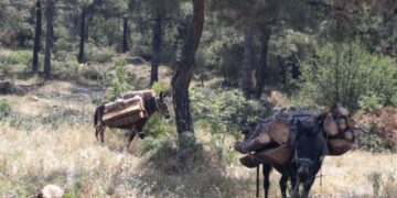 Αλβανός με τρία μουλάρια έκοβε δέντρα στην Καστοριά