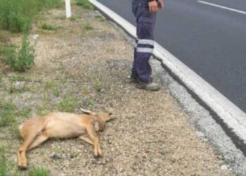 Εντοπίστηκε νεκρό ζαρκάδι στο Σκλήθρο Αμυνταίου – Δεν αποκλείεται να προκλήθηκε από αυτοκινητιστικό ατύχημα