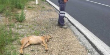 Εντοπίστηκε νεκρό ζαρκάδι στο Σκλήθρο Αμυνταίου – Δεν αποκλείεται να προκλήθηκε από αυτοκινητιστικό ατύχημα