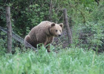 Αρκούδα βρέθηκε εγκλωβισμένη στην αυλή σπιτιού στον Άγιο Βαρθολομαίο Φλώρινας