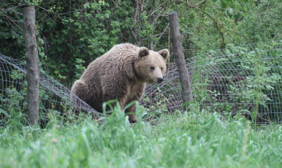 Αρκούδα βρέθηκε εγκλωβισμένη στην αυλή σπιτιού στον Άγιο Βαρθολομαίο Φλώρινας