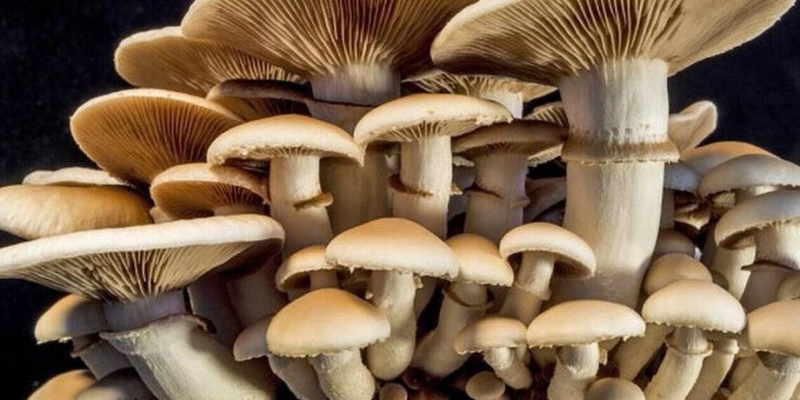 Βαρικό: Έφυγε, δυστυχώς, από τη ζωή, ο μαθητής που κατανάλωσε δηλητηριώδη μανιτάρια