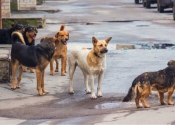 Σε στειρώσεις αδέσποτων ζώων προχωρά την Παρασκευή 10 Ιουλίου ο Δήμος Αμυνταίου σε συνεργασία με 14 κτηνιάτρους