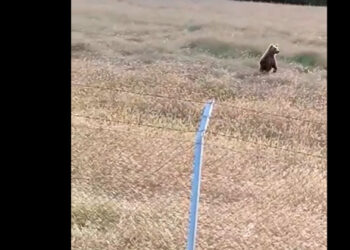 “Ευπειθώς αναφέρω”: Αρκούδα …παρουσιάζεται στο στρατόπεδο των Γρεβενών με το μικρό της! Βίντεο – λήψη από φαντάρο!