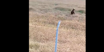 “Ευπειθώς αναφέρω”: Αρκούδα …παρουσιάζεται στο στρατόπεδο των Γρεβενών με το μικρό της! Βίντεο – λήψη από φαντάρο!