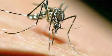 Ιός Δυτικού Νείλου: Όλα όσα πρέπει να ξέρετε για συμπτώματα, μετάδοση και μέτρα προστασίας