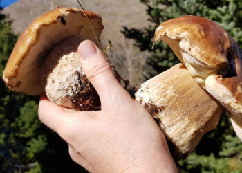 Μανιτάρια: 97% η θνησιμότητα από τα δηλητηριώδη – Το μοιραίο είδος για τον 16χρονο