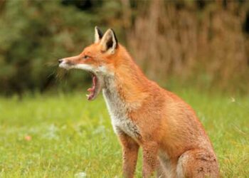 ΠΕ Φλώρινας: Αξιολόγηση της αποτελεσματικότητας των εμβολιασμών των κόκκινων αλεπούδων για τη λύσσα