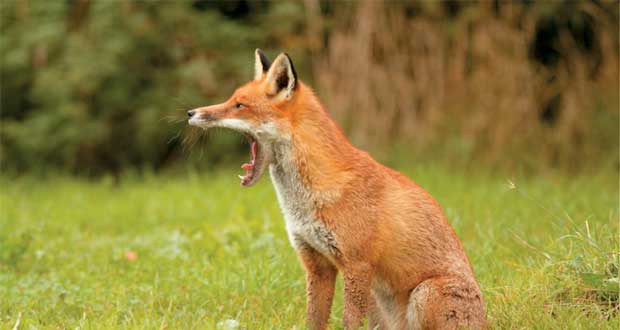ΠΕ Φλώρινας: Αξιολόγηση της αποτελεσματικότητας των εμβολιασμών των κόκκινων αλεπούδων για τη λύσσα