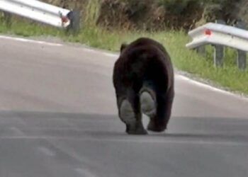 Άμεσα μέτρα αντιμετώπισης των επιθέσεων των αρκούδων στον Νομό Καστοριάς ζητάει ο Ζ. Τζηκαλάγιας