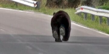 Άμεσα μέτρα αντιμετώπισης των επιθέσεων των αρκούδων στον Νομό Καστοριάς ζητάει ο Ζ. Τζηκαλάγιας