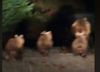 Βογατσικό Καστοριάς: 4 αρκούδες μέσα στο χωριό – Ανησυχούν οι κάτοικοι