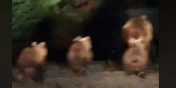 Βογατσικό Καστοριάς: 4 αρκούδες μέσα στο χωριό – Ανησυχούν οι κάτοικοι