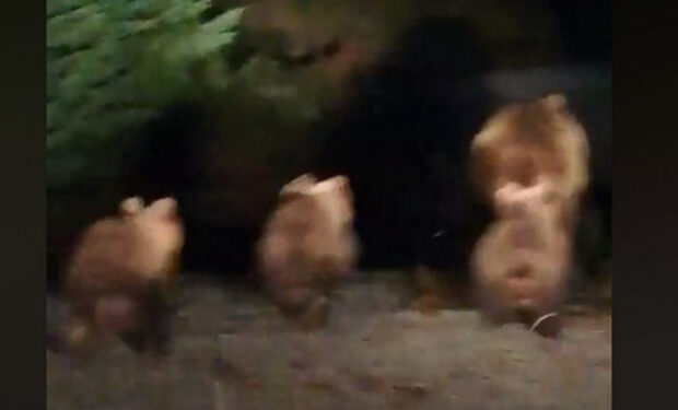 Βογατσικό Καστοριάς: 4 αρκούδες μέσα στο χωριό – Ανησυχούν οι κάτοικοι