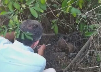 Ένα αρκουδάκι 7 περίπου μηνών απεγκλώβισε ο ΑΡΚΤΟΥΡΟΣ στη Μεσοποταμία Καστοριάς – Είχε πιαστεί σε συρματόπλεγμα (VIDEO)