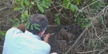 Ένα αρκουδάκι 7 περίπου μηνών απεγκλώβισε ο ΑΡΚΤΟΥΡΟΣ στη Μεσοποταμία Καστοριάς – Είχε πιαστεί σε συρματόπλεγμα (VIDEO)