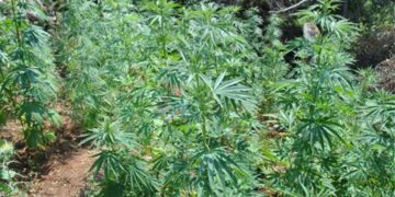 Τεράστια επιτυχία της Γενικής Περιφερειακής Αστυνομικής Διεύθυνσης Δ. Μακεδονίας: Εντοπίστηκε στα Γρεβενά η μεγαλύτερη, ίσως, φυτεία δενδρυλλίων ινδικής κάνναβης στη χώρα – Ξεριζώθηκαν σχεδόν 14.000 δενδρύλλια