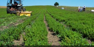 Αναζητώντας τον αρωματικό «χρυσό» στα Γρεβενά – Η συγκομιδή και η απόσταξη σε ένα ποντιακό χωριό