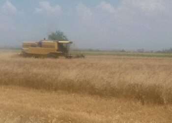 Ο αλωνισμός των σιτηρών (παραγωγή, ποιότητα, τιμές) και η υποχρέωση του ΕΛΓΑ Κοζάνης