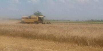 Ο αλωνισμός των σιτηρών (παραγωγή, ποιότητα, τιμές) και η υποχρέωση του ΕΛΓΑ Κοζάνης