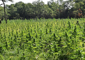 Γρεβενά: Τα ίχνη μέχρι τη μεγαλύτερη φυτεία χασίς στην Ελλάδα (από την ΚΑΘΗΜΕΡΙΝΗ)