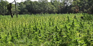 Γρεβενά: Τα ίχνη μέχρι τη μεγαλύτερη φυτεία χασίς στην Ελλάδα (από την ΚΑΘΗΜΕΡΙΝΗ)