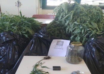 Συνελήφθησαν δύο άτομα 55 και 72 χρονών σε περιοχή της Κοζάνης για καλλιέργεια 27 δενδρυλίων κάνναβης και κατοχή 43,4 γραμμαρίων ακατέργαστης κάναβης