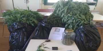 Συνελήφθησαν δύο άτομα 55 και 72 χρονών σε περιοχή της Κοζάνης για καλλιέργεια 27 δενδρυλίων κάνναβης και κατοχή 43,4 γραμμαρίων ακατέργαστης κάναβης