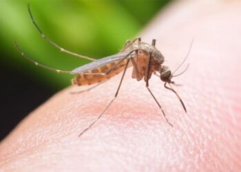 Ιός του Δυτικού Νείλου: Δεύτερη νεκρή στις Σέρρες