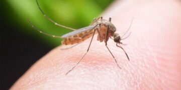 Ιός του Δυτικού Νείλου: Δεύτερη νεκρή στις Σέρρες
