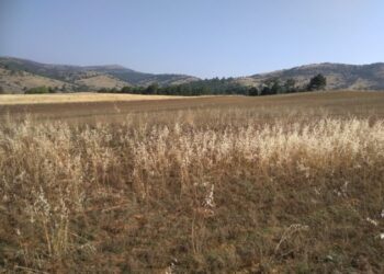 Περιφερειακή Ενότητα Καστοριάς: Επιστολή Αντιπεριφερειάρχη  σχετικά με τις ζημίες σε καλλιέργειες φακής και ρεβιθιών προς τον Υπουργό Αγροτικής Ανάπτυξης & Τροφίμων και τον Πρόεδρο του ΕΛ.Γ.Α