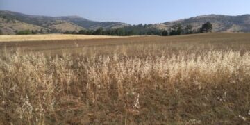 Περιφερειακή Ενότητα Καστοριάς: Επιστολή Αντιπεριφερειάρχη σχετικά με τις ζημίες σε καλλιέργειες φακής και ρεβιθιών προς τον Υπουργό Αγροτικής Ανάπτυξης & Τροφίμων και τον Πρόεδρο του ΕΛ.Γ.Α