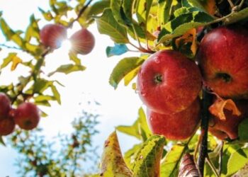 Διεύθυνση Αγροτικής Οικονομίας Περιφέρειας Δυτ. Μακεδονίας: Συνεχίζονται οι ενημερώσεις για το Κομφούζιο