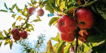 Διεύθυνση Αγροτικής Οικονομίας Περιφέρειας Δυτ. Μακεδονίας: Συνεχίζονται οι ενημερώσεις για το Κομφούζιο