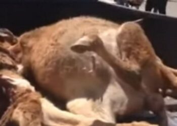 Καστοριά: Πήγε να διαμαρτυρηθεί με κατασπαραγμένα ζώα από αρκούδα