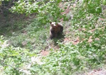 Τη σύγκλιση του συντονιστικού οργάνου διαχείρισης της παρουσίας αρκούδας σε κατοικημένες περιοχές ζήτησε ο Δήμαρχος Φλώρινας