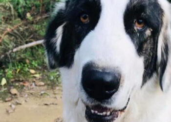 Δηλητηριασμένα δολώματα με στόχο τους ελληνικούς ποιμενικούς του ΑΡΚΤΟΥΡΟΥ!