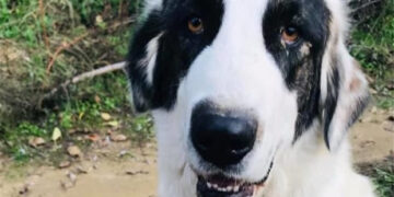 Δηλητηριασμένα δολώματα με στόχο τους ελληνικούς ποιμενικούς του ΑΡΚΤΟΥΡΟΥ!